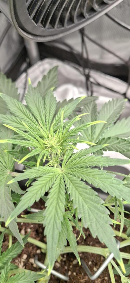 Shiva Skunk. Week 4 -  not sure if its the lighting but it looks like nutrient burn
