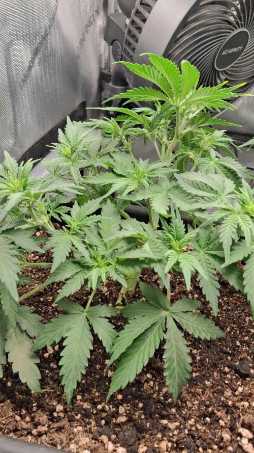Shiva Skunk