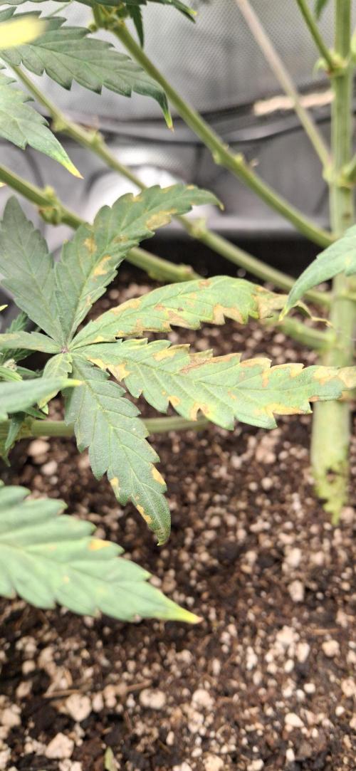 Shiva Skunk. Week 6 - Potassium deficiency 