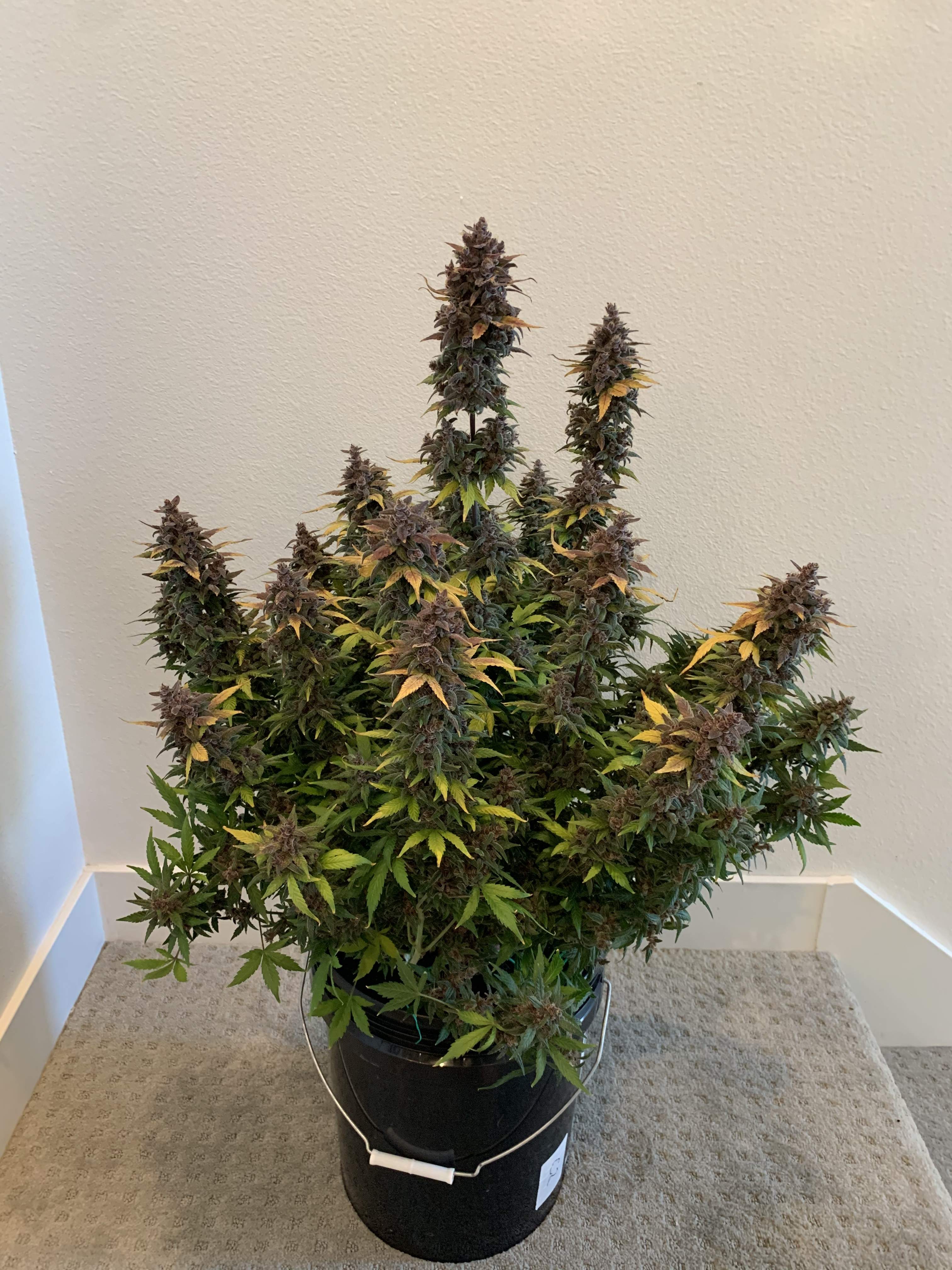 Fast Buds Purple Lemonade Auto 3 grow diary (journal) week12 by DeepRootGrows GrowDiaries