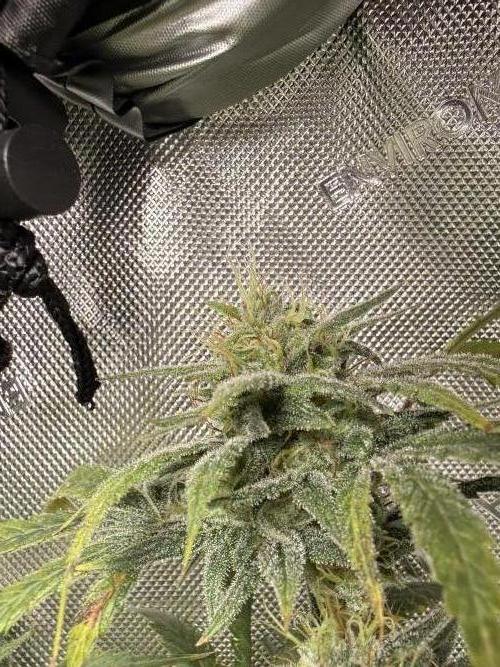 Clone to Harvest 2x4. Week 5 - Somango Shawty