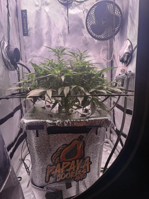 Papaya Cookies Athena DWC. Week 6