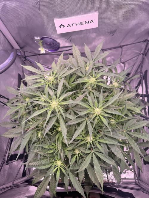 Papaya Cookies Athena DWC. Week 6
