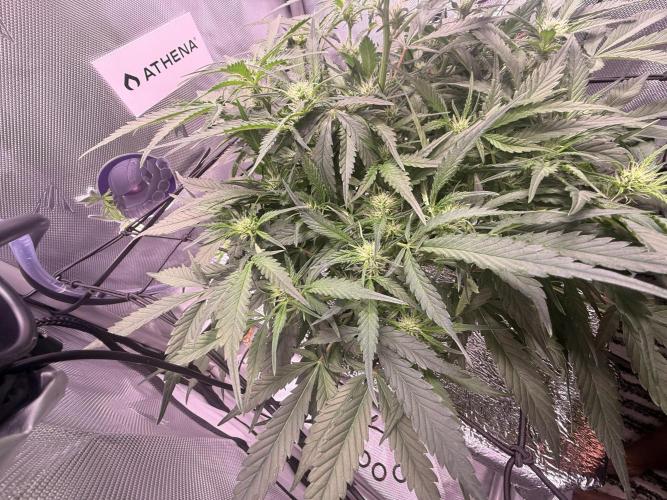 Papaya Cookies Athena DWC. Week 6