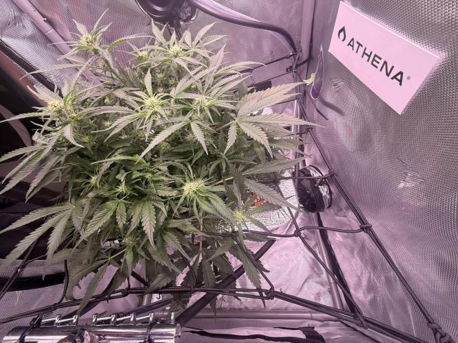 Papaya Cookies Athena DWC. Week 6