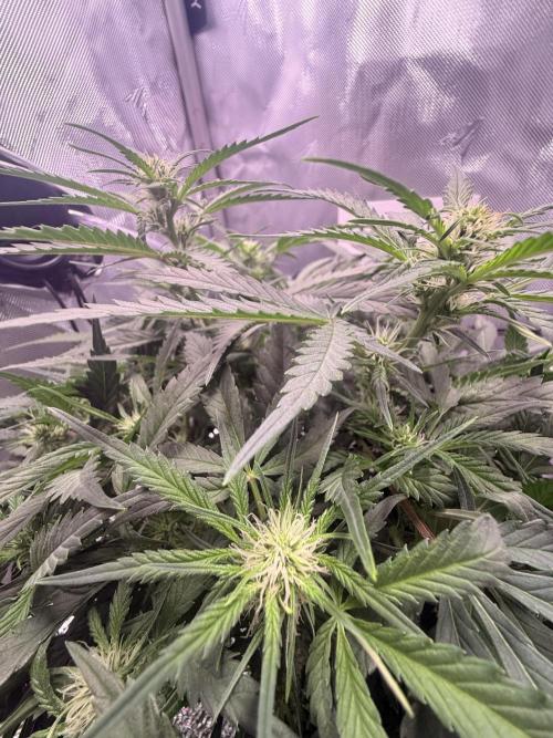 Papaya Cookies Athena DWC. Week 6