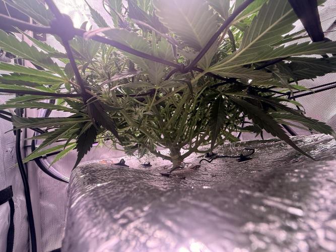 Papaya Cookies Athena DWC. Week 6