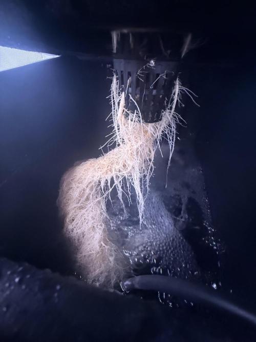 Papaya Cookies Athena DWC. Week 6