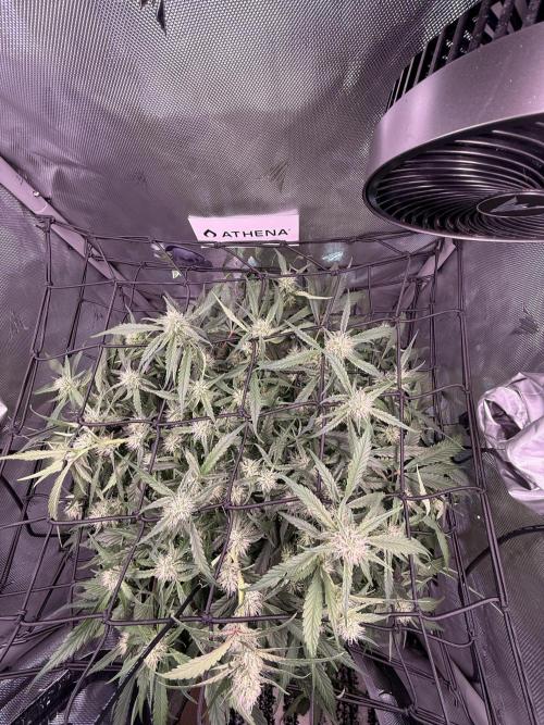 Papaya Cookies Athena DWC. Week 7