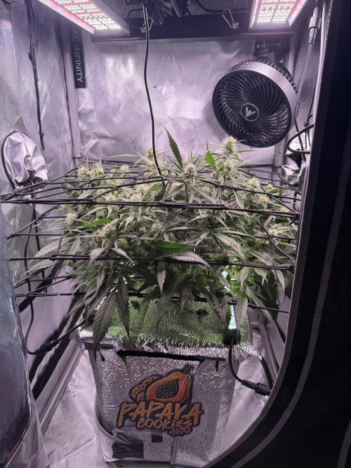 Papaya Cookies Athena DWC. Week 7