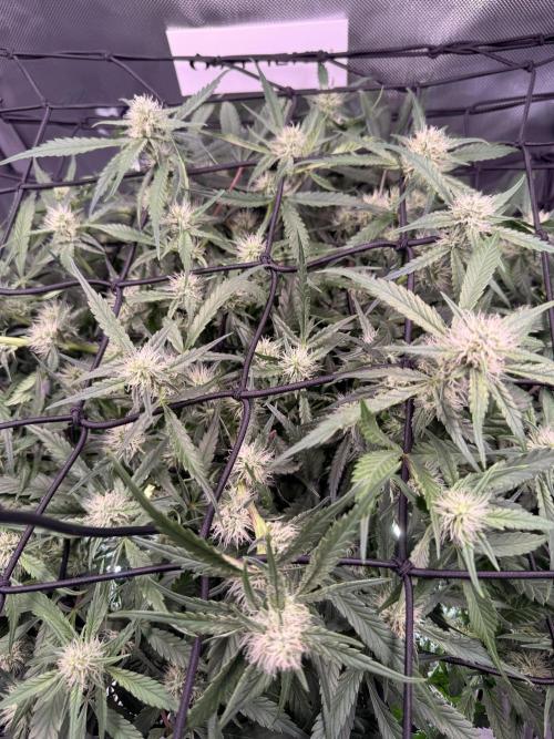 Papaya Cookies Athena DWC. Week 7