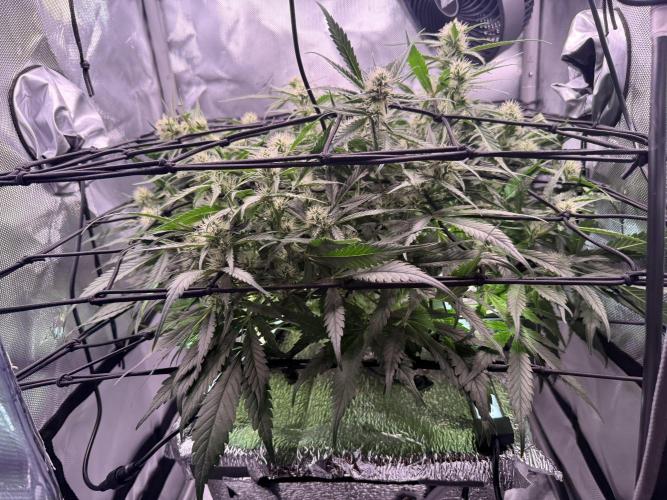 Papaya Cookies Athena DWC. Week 7