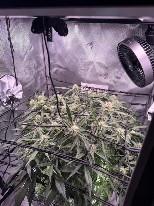 Papaya Cookies Athena DWC. Week 7