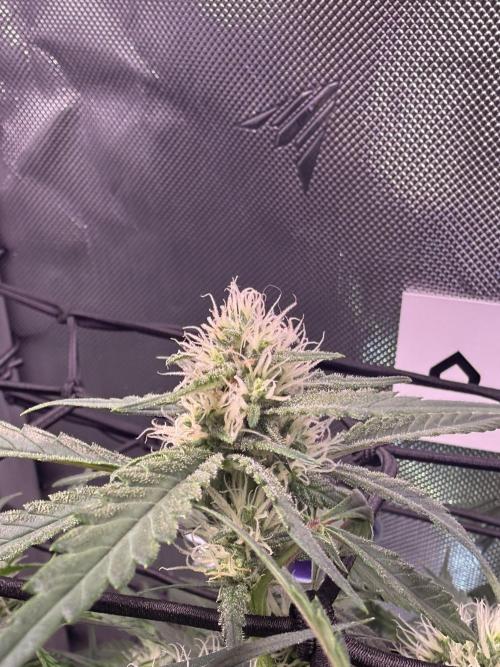 Papaya Cookies Athena DWC. Week 7