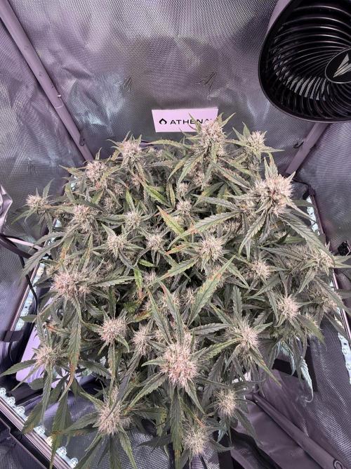 Papaya Cookies Athena DWC. Week 8