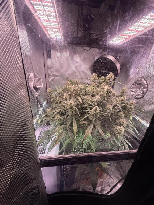 Papaya Cookies Athena DWC. Week 8