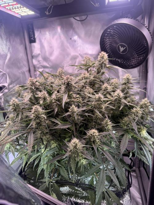 Papaya Cookies Athena DWC. Week 8