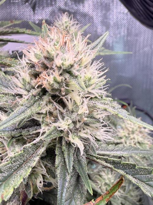 Papaya Cookies Athena DWC. Week 8