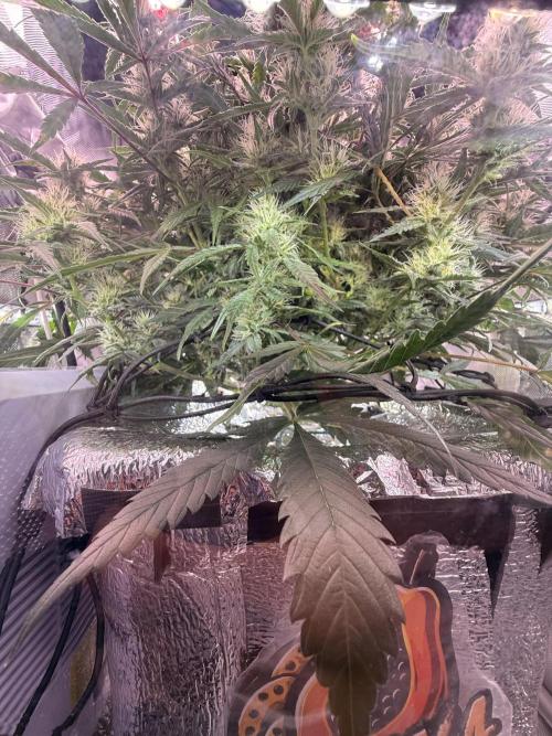 Papaya Cookies Athena DWC. Week 8