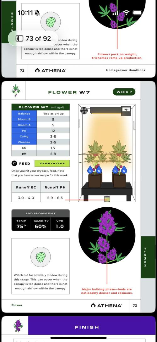 Papaya Cookies Athena DWC. Week 8