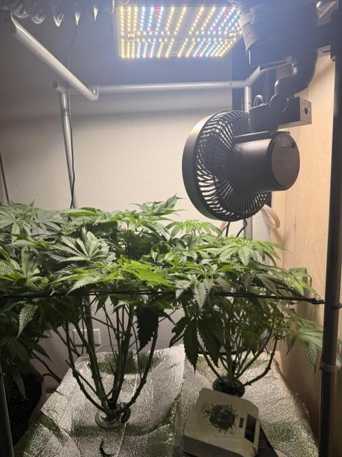 Ethos Shawty R1 DWC. Week 8