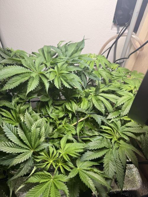 Ethos Shawty R1 DWC. Week 8