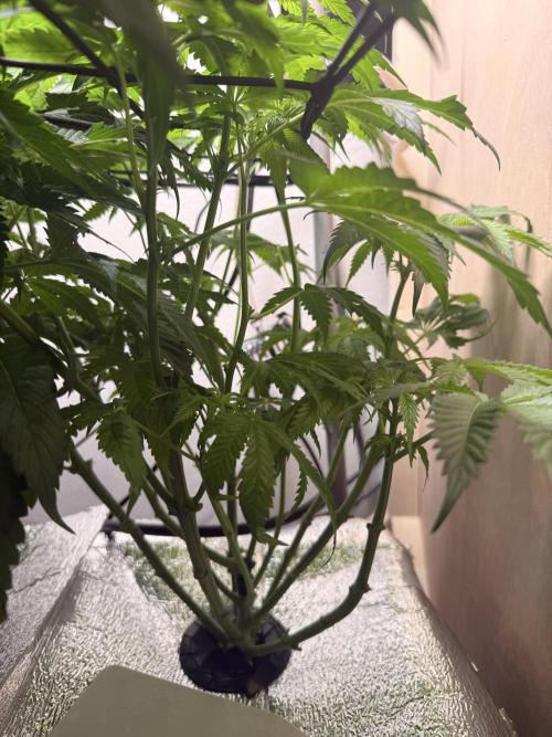 Ethos Shawty R1 DWC. Week 8