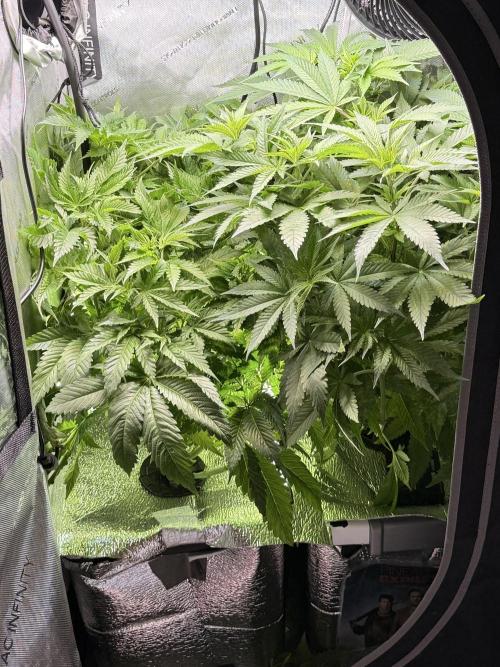 Ethos Shawty R1 DWC. Week 8