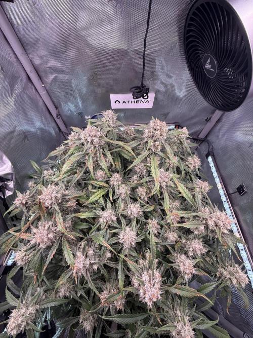 Papaya Cookies Athena DWC. Week 9