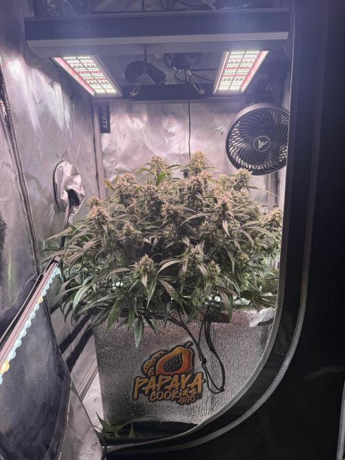 Papaya Cookies Athena DWC. Week 9