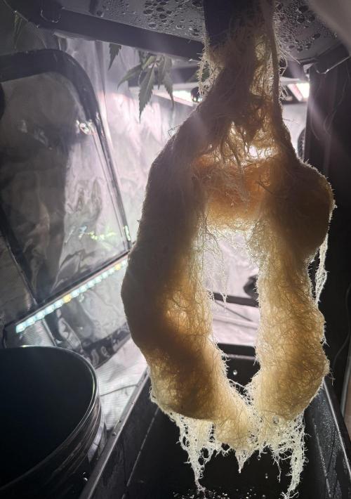 Papaya Cookies Athena DWC. Week 9