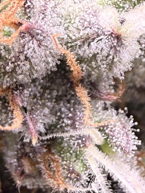 Papaya Cookies Athena DWC. Week 9