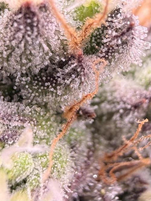 Papaya Cookies Athena DWC. Week 9