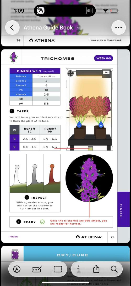 Papaya Cookies Athena DWC. Week 9