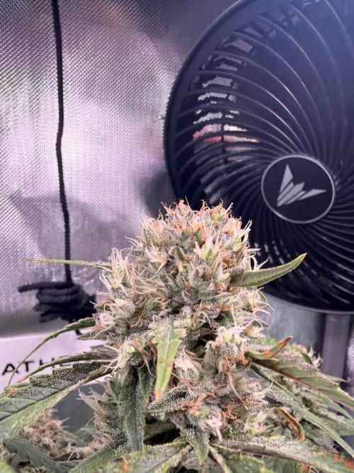 Papaya Cookies Athena DWC. Week 9