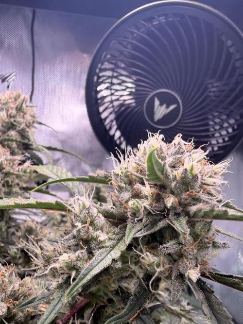 Papaya Cookies Athena DWC. Week 9