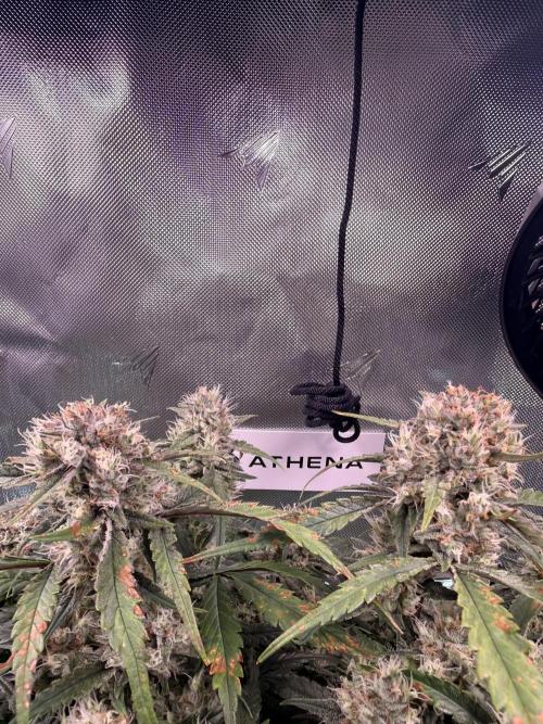 Papaya Cookies Athena DWC. Week 9