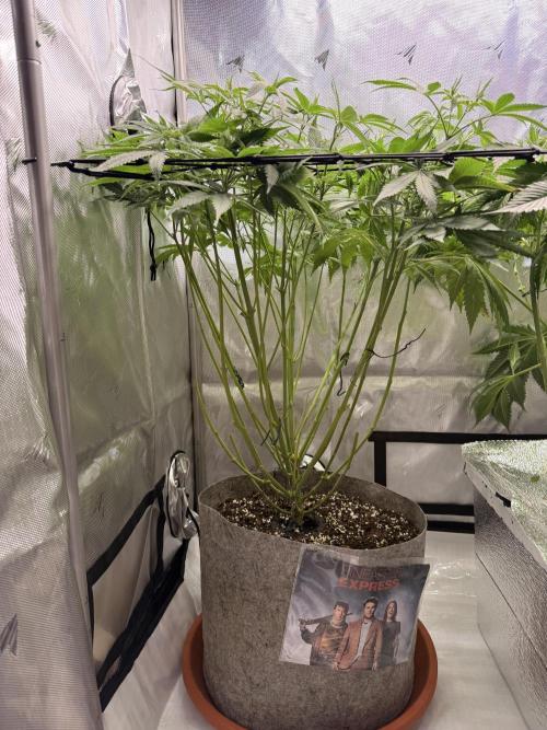 Pineapple Express Athena DWC. Week 9