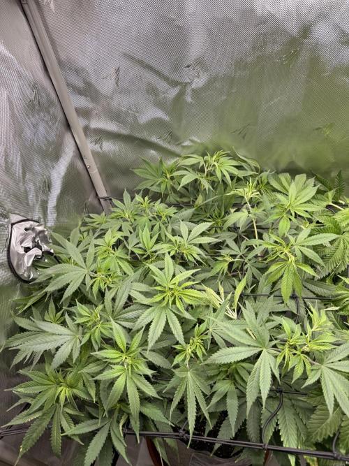 Pineapple Express Athena DWC. Week 9