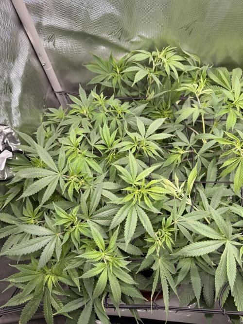 Pineapple Express Athena DWC. Week 9