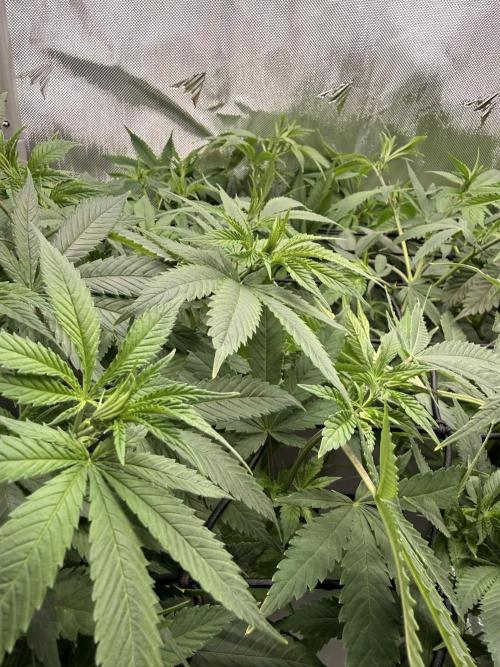 Pineapple Express Athena DWC. Week 9