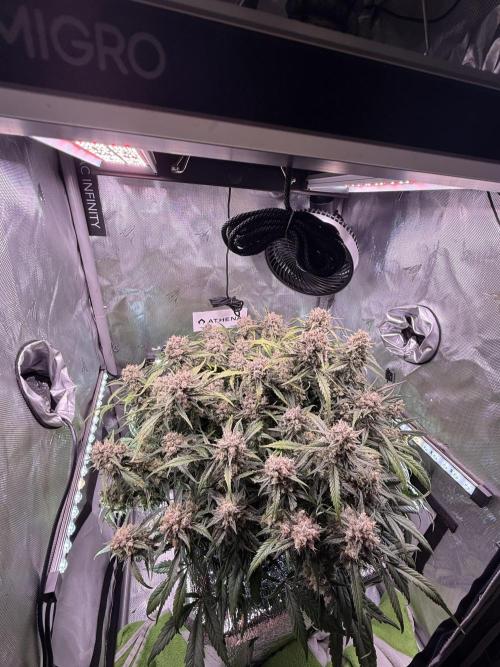 Papaya Cookies Athena DWC. Week 10