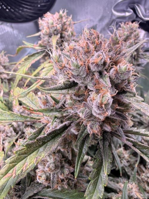 Papaya Cookies Athena DWC. Week 10