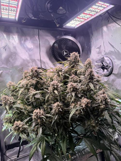 Papaya Cookies Athena DWC. Week 10