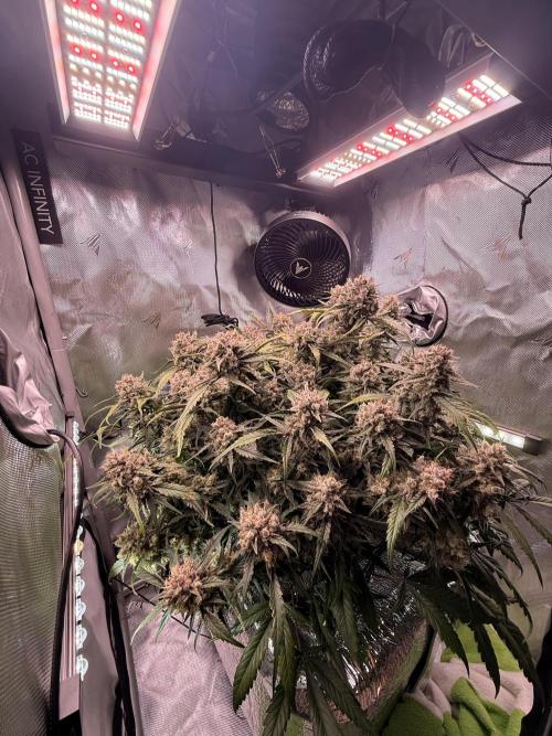 Papaya Cookies Athena DWC. Week 10