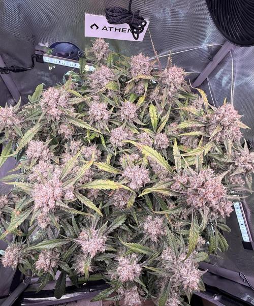 Papaya Cookies Athena DWC. Week 10