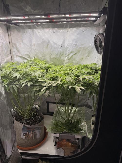 Ethos Shawty R1 DWC. Week 10