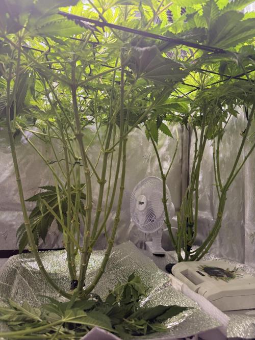 Ethos Shawty R1 DWC. Week 10