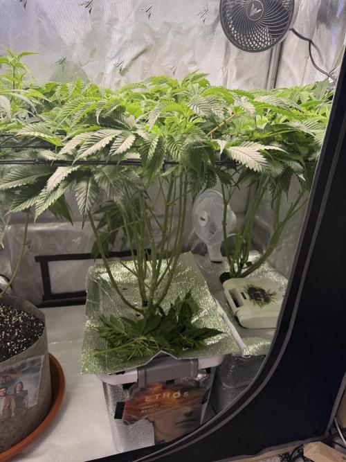 Ethos Shawty R1 DWC. Week 10