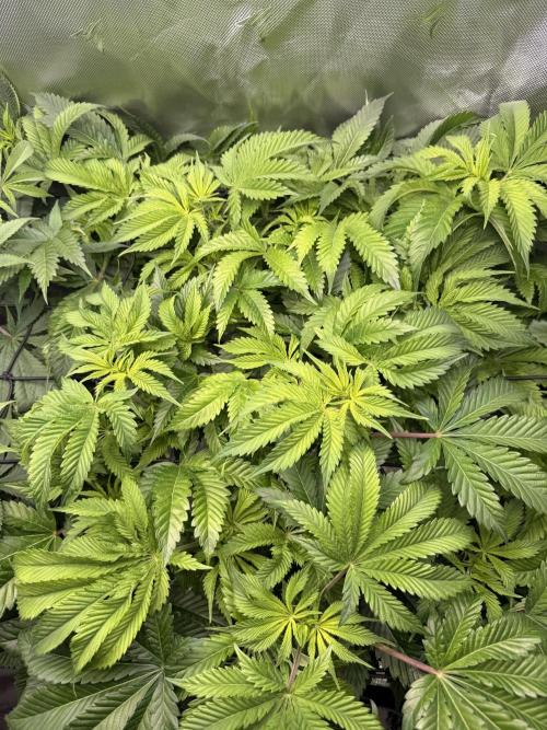 Ethos Shawty R1 DWC. Week 10